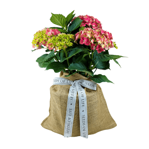 Pink Hydrangea | Blooming Funeral Plants - The Comfort Company