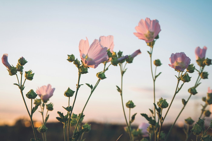 pink flowers against blue sky