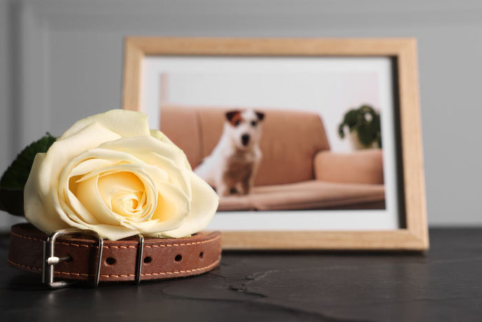 pet loss quotes and poems blog post - pet collar, frame and rose