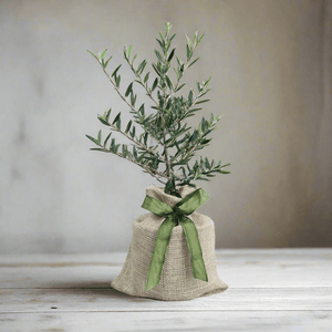 indoor memorial plants Indoor Olive Tree to Grow in Memory of a Loved One