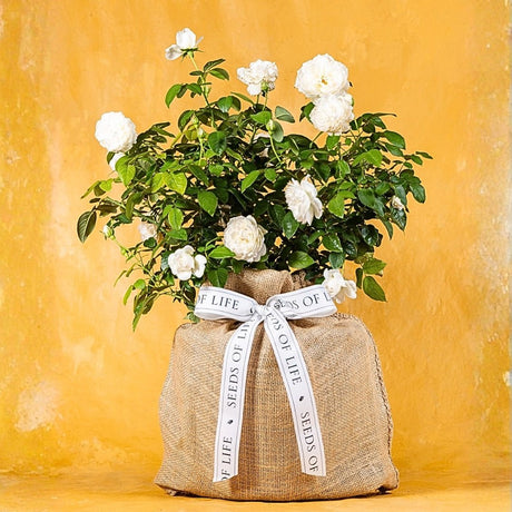 Memorial Rose – A Beautiful Sympathy Plant that Lasts - The Comfort Company