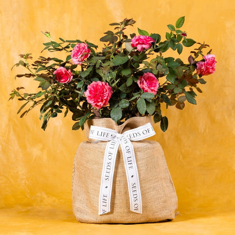 Memorial Rose – A Beautiful Sympathy Plant that Lasts - The Comfort Company