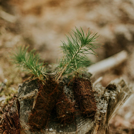 Memorial Tree Planting - A Living, Loving Legacy - The Comfort Company