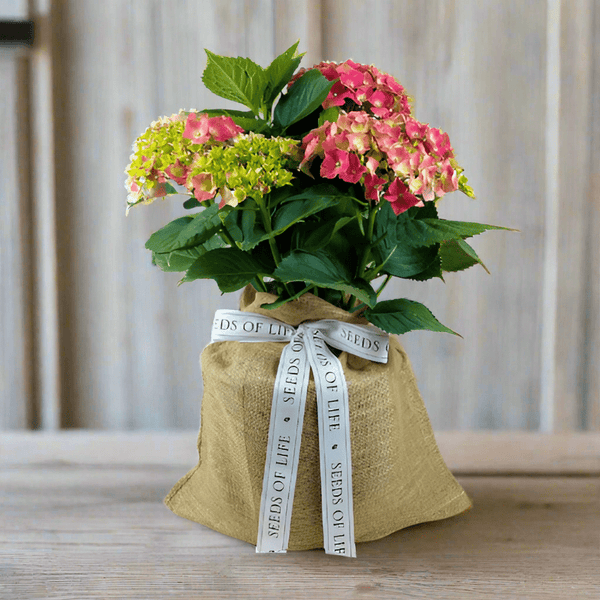 pink-hydrangea-blooming-