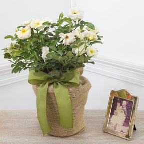Remembrance Rose – A Beautiful and Lasting Sympathy Plant that Lasts - The Comfort Company