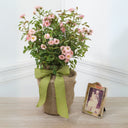 Remembrance Rose – A Beautiful and Lasting Sympathy Plant that Lasts - The Comfort Company