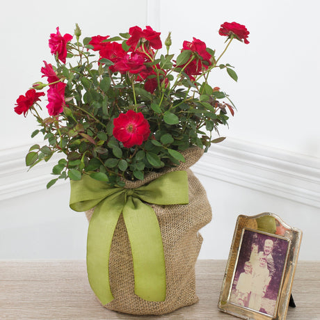Remembrance Rose – A Beautiful and Lasting Sympathy Plant that Lasts - The Comfort Company