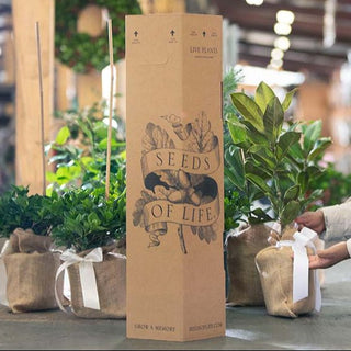 Plant a Tree in Memory | Memorial Tree Gifts for Loved Ones – The ...