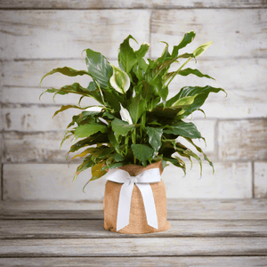 peace lily as a gift Sympathy Plant
