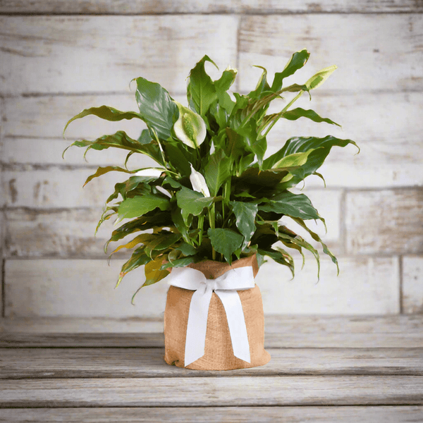 silk peace lily plant Sympathy Plant