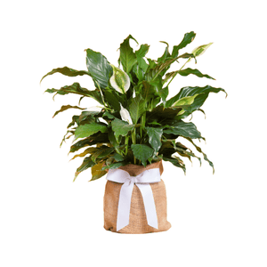 sympathy plants for indoors Sympathy Plant