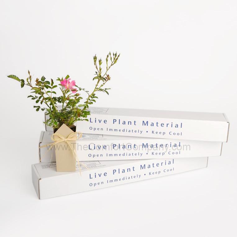 Funeral Plant | Popular Funeral plant | Pink Gift-Boxed Roses - The Comfort Company