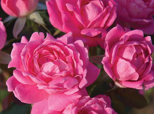 Funeral Plant | Popular Funeral plant | Pink Gift-Boxed Roses - The Comfort Company