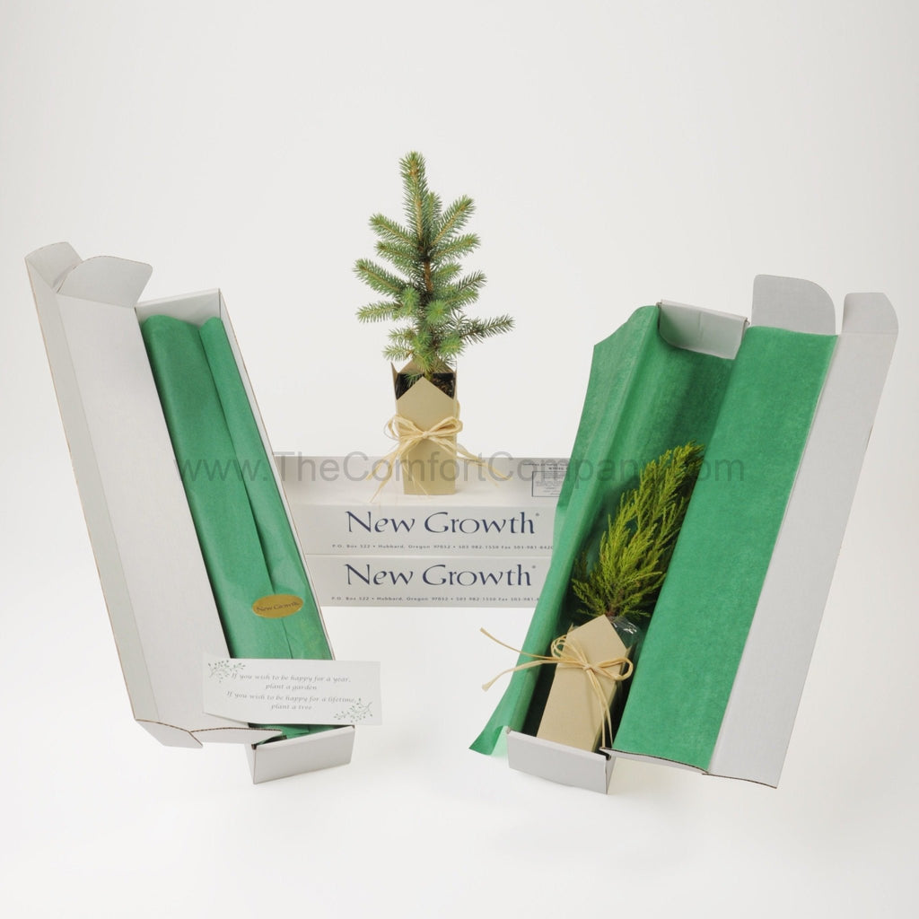 Memorial Tree | Colorado Blue Spruce - The Comfort Company