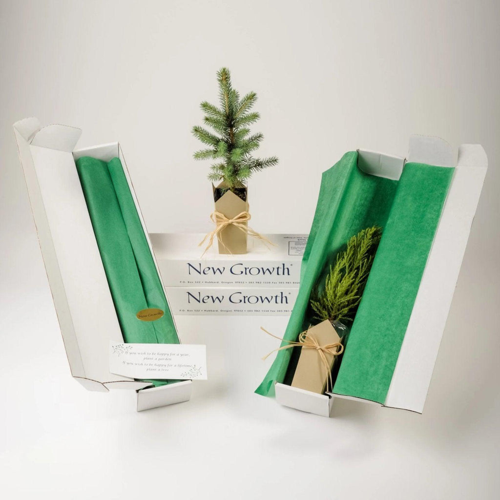 Memorial Tree | Colorado Blue Spruce - The Comfort Company