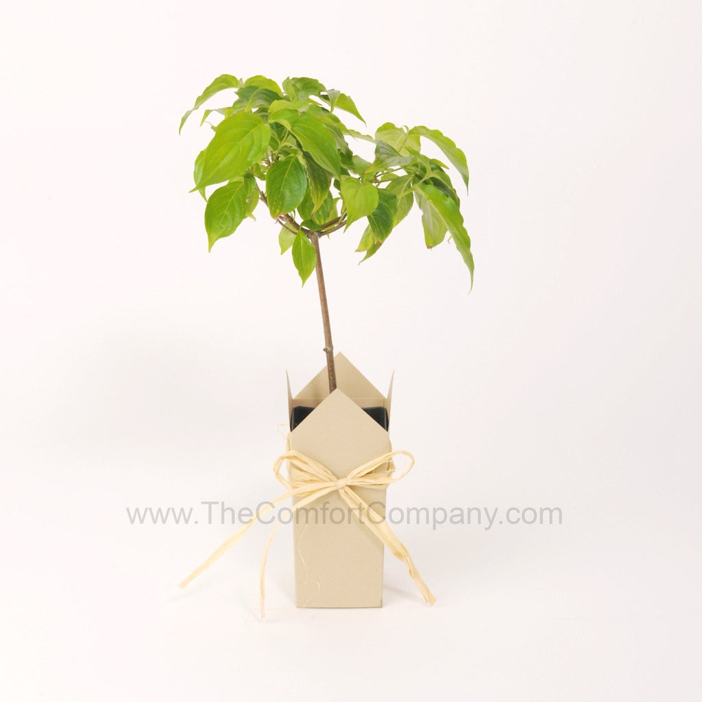 Memorial Tree Seedlings | Dogwood - The Comfort Company