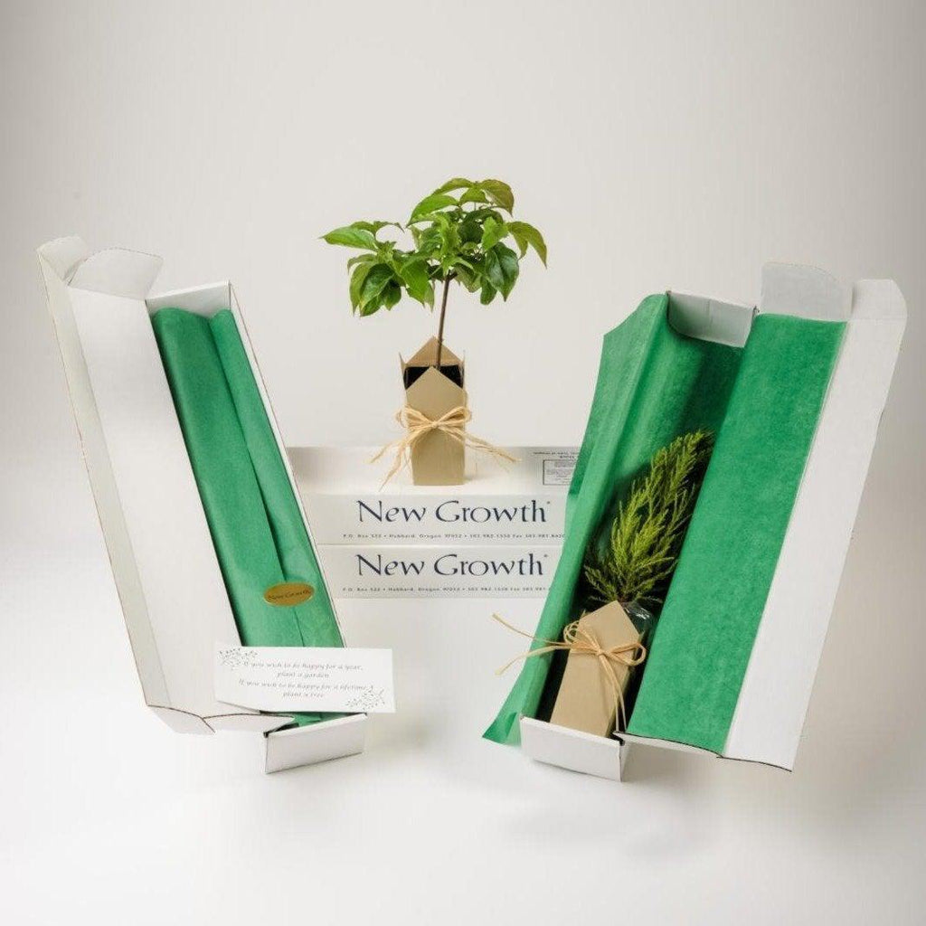 Memorial Tree Seedlings | Dogwood - The Comfort Company