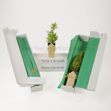 Plant a Tree Memorial | Deodara Cedar Gift Tree - The Comfort Company