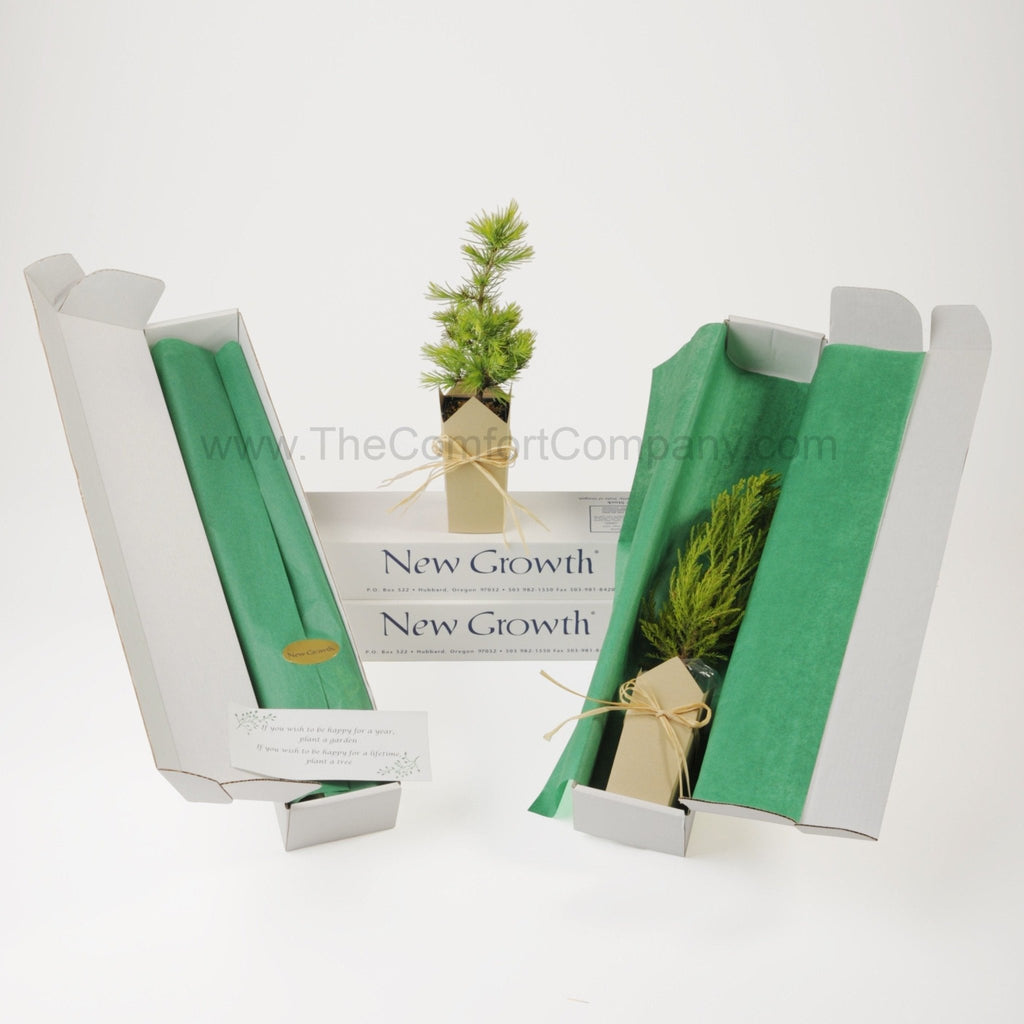 Plant a Tree Memorial | Deodara Cedar Gift Tree - The Comfort Company