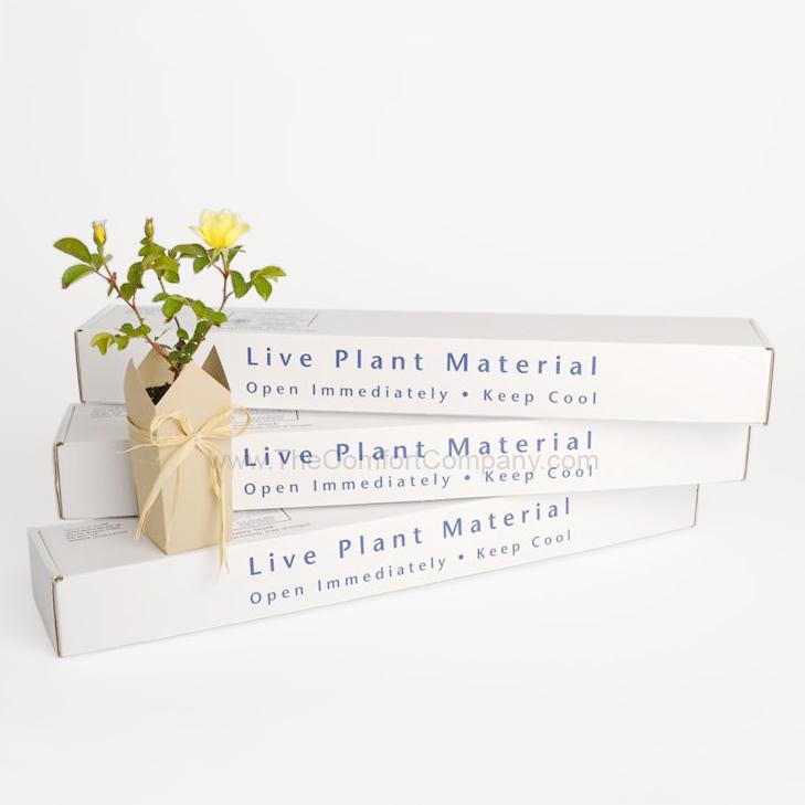 Sympathy Plant | Popular Funeral plant | Sunny Gift-Boxed Roses - The Comfort Company