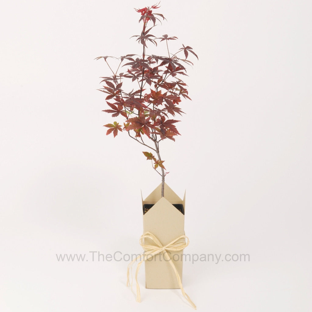 Tree Memorials | Japanese Red-Leaf Maple - The Comfort Company